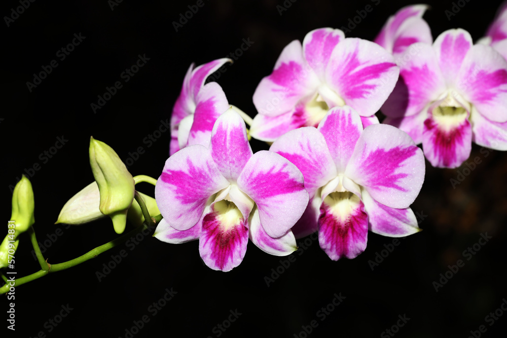 Beautiful Pink and white splash Dendrobium orchid flower Beautiful Pink and white splash Dendrobium orchid flower