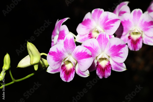 Beautiful Pink and white splash Dendrobium orchid flower