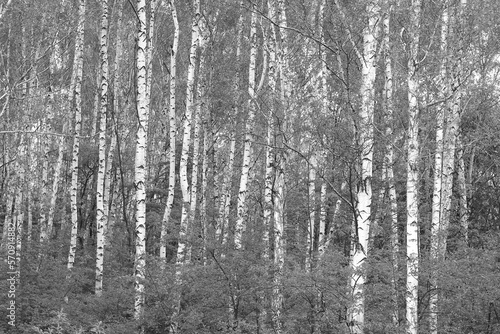 Fototapeta Naklejka Na Ścianę i Meble -  Beautiful birch trees in autumn