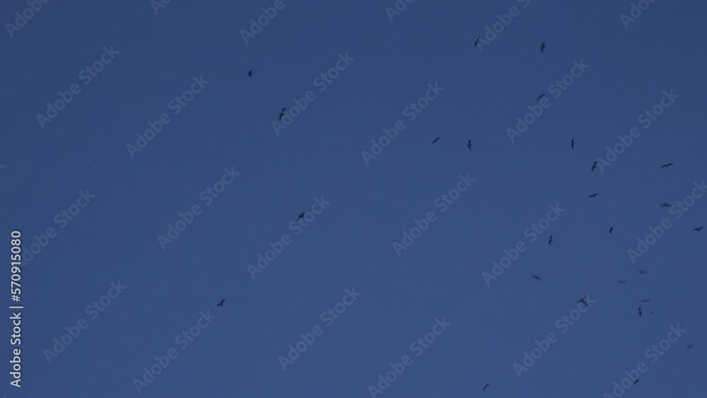 Large flock of birds in the sky as starling murmuration forms in the sky with birds flying high UK 4K Large flock of birds in the sky as starling murmuration forms in the sky with birds flying high UK 4K