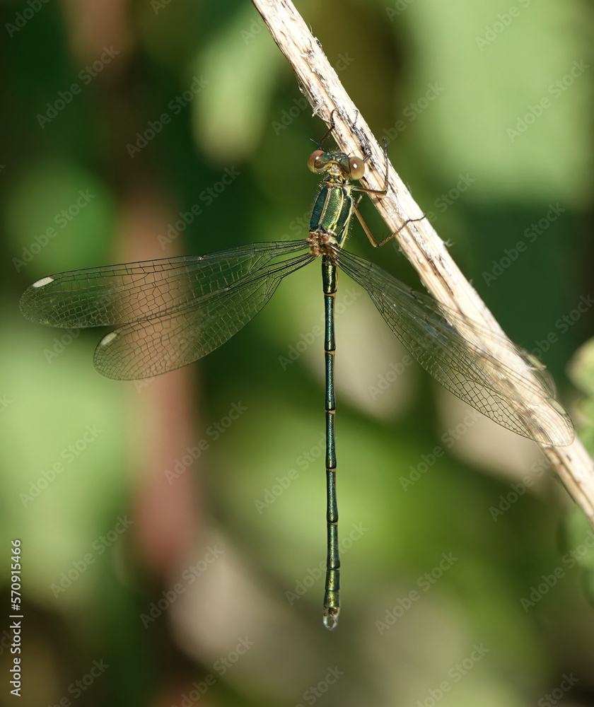 A willow emerald damselfly perching on a reed along a riverbank in summer. A willow emerald damselfly perching on a reed along a riverbank in summer.