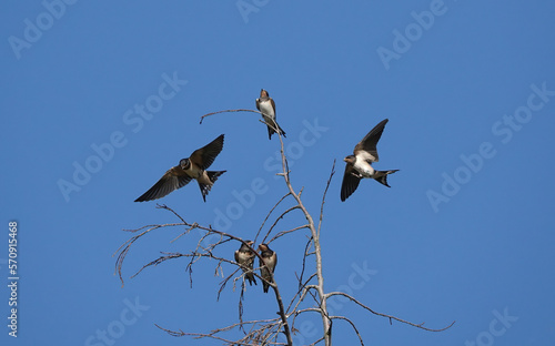 A small flock of swallows at the top of a tree against a blue sky on a summer's day. 