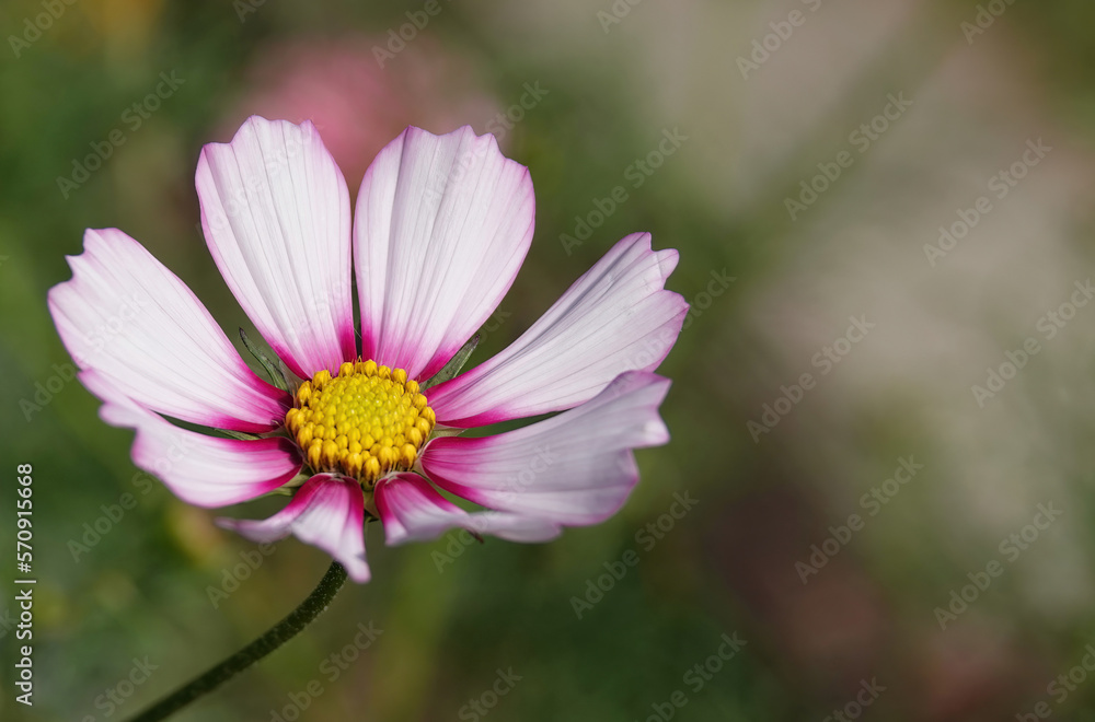 A closeup of a colourful garden cosmos flower. A closeup of a colourful garden cosmos flower.