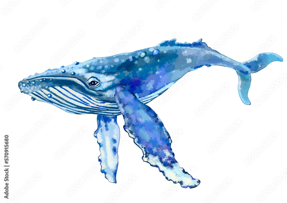 Adult blue whale. Marine animals, environmental protection. Realistic watercolor drawing. For printing books, postcards, textbooks and encyclopedias, notebooks, clothing, objects and other printing. Adult blue whale. Marine animals, environmental protection. Realistic watercolor drawing. For printing books, postcards, textbooks and encyclopedias, notebooks, clothing, objects and other printing.