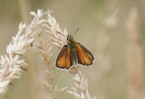 A selective focus view of a small skipper butterfly perching on dried grass in summertime. 