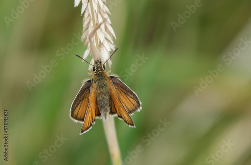 A small skipper butterfly resting on a dried grass stem against a defocused green background. 