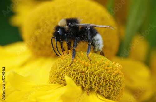 A closeup of a buff-tailed bumblebee on a sneezeweed flowerhead. 