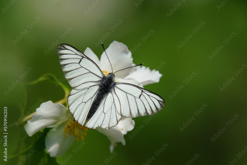 Butterfly black-veined white sitting on the flower with green background. Aporia crataegi Butterfly black-veined white sitting on the flower with green background. Aporia crataegi