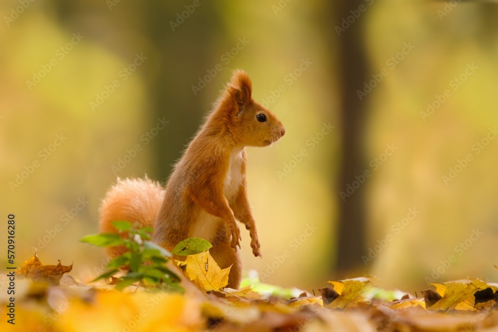 A cute red squirrel sits on the ground in colorful autumn leaves. Sciurus vulgaris. A cute animal in the nature habitat. A cute red squirrel sits on the ground in colorful autumn leaves. Sciurus vulgaris. A cute animal in the nature habitat.