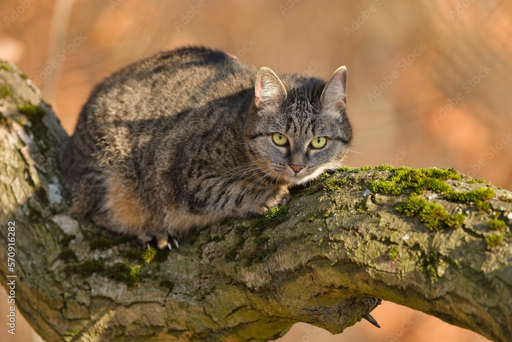 A beautiful tabby cat resting on the tree branch.  Portrait of a european cat. 