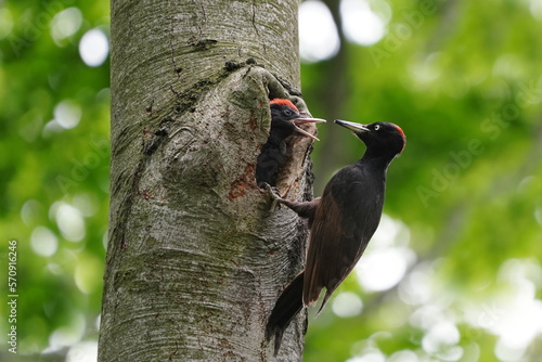 A black woodpecker sits on a tree trunk and feeds its young in a cavity. (Dryocopus martius)  Woodpecker in the nature habitat. Spring in the nature. photo