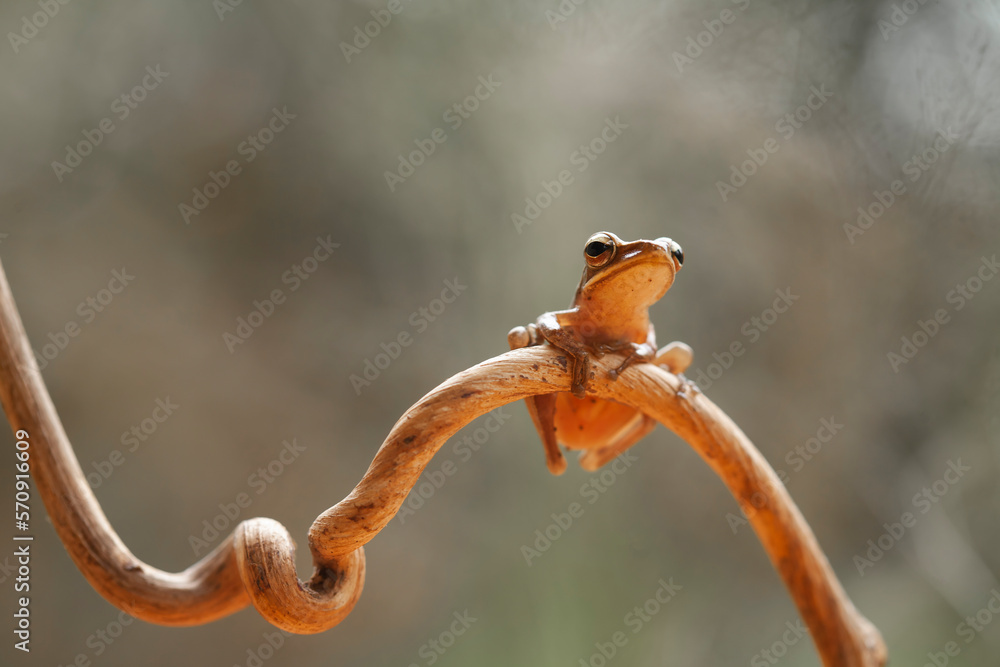 Little Tree Frog on the Nice Place Little Tree Frog on the Nice Place