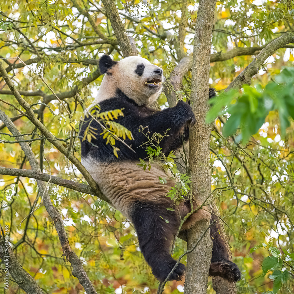 Fototapeta premium A giant panda climbing in a tree