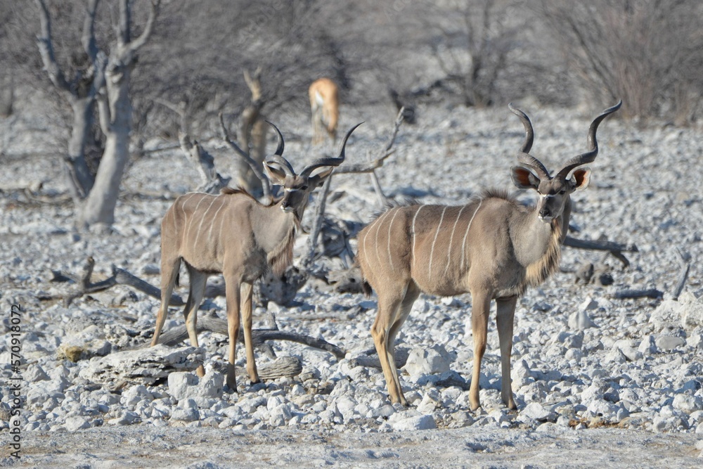 Fototapeta premium A pair of greater kudus, Etosha National Park, Namibia