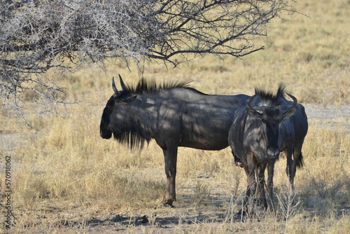Two blue wildebeest are taking a rest under a tree