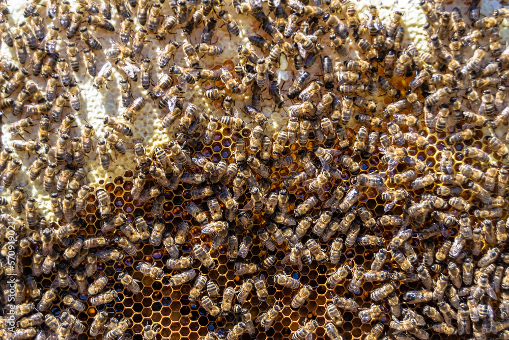 Abstract hexagon structure is honeycomb from bee hive filled Abstract hexagon structure is honeycomb from bee hive filled