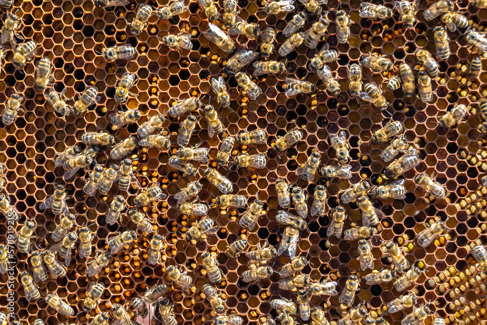 Abstract hexagon structure is honeycomb from bee hive filled Abstract hexagon structure is honeycomb from bee hive filled