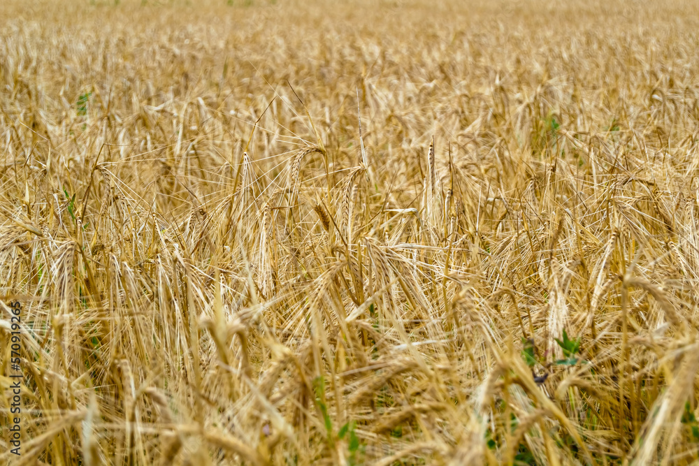 Photography on theme big wheat farm field for organic harvest Photography on theme big wheat farm field for organic harvest