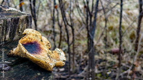 Close-up of a wilting mushroom growing on a tree stump on a cold winter day in December with a blurred background. 
