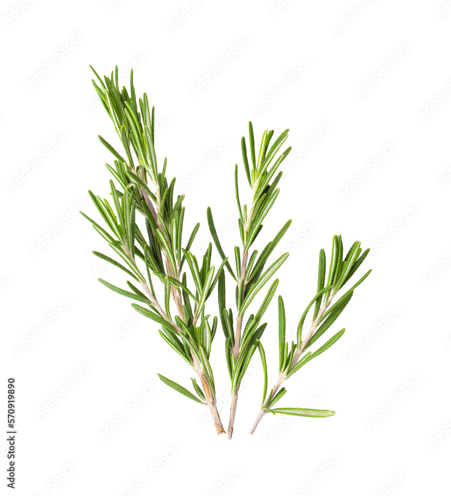 Fototapeta premium Rosemary isolated on transparent png