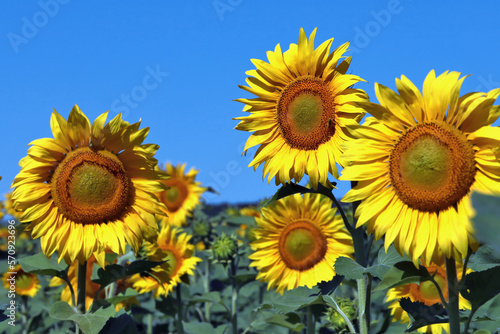 Fototapeta Naklejka Na Ścianę i Meble -  Big beautiful sunflowers on a sunny day against a blue sky with clouds.
Something incredibly exciting about this endless field of yellow sunflowers.