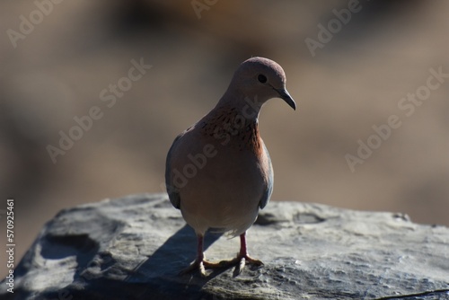 Wallpaper Mural Taube im Etoscha Nationalpark in Namibia.  Torontodigital.ca