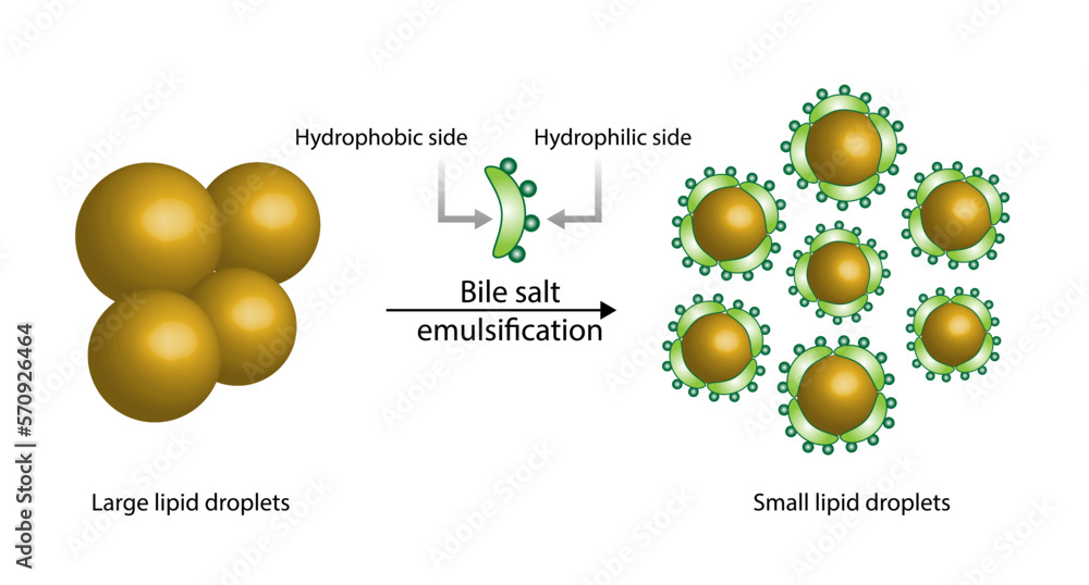 Fat Molecule, Lipid droplets, Lipid Digestion. Bile salt emulsification
