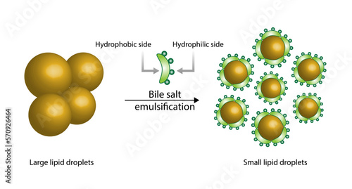 Fat Molecule, Lipid droplets, Lipid Digestion. Bile salt emulsification. Gallbladder. Micelle formation. Colorful scientific diagram. Vector Illustration.