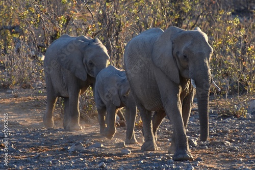 Elefanten auf dem Weg ans Wasserloch Halali im Etoscha Nationalpark in Namibia. 