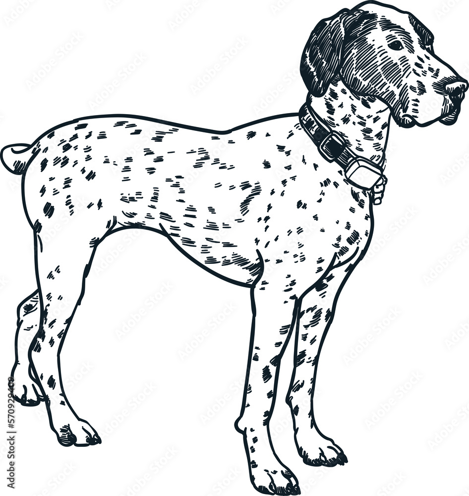 Vintage hand drawn sketch German shorthaired pointer dog