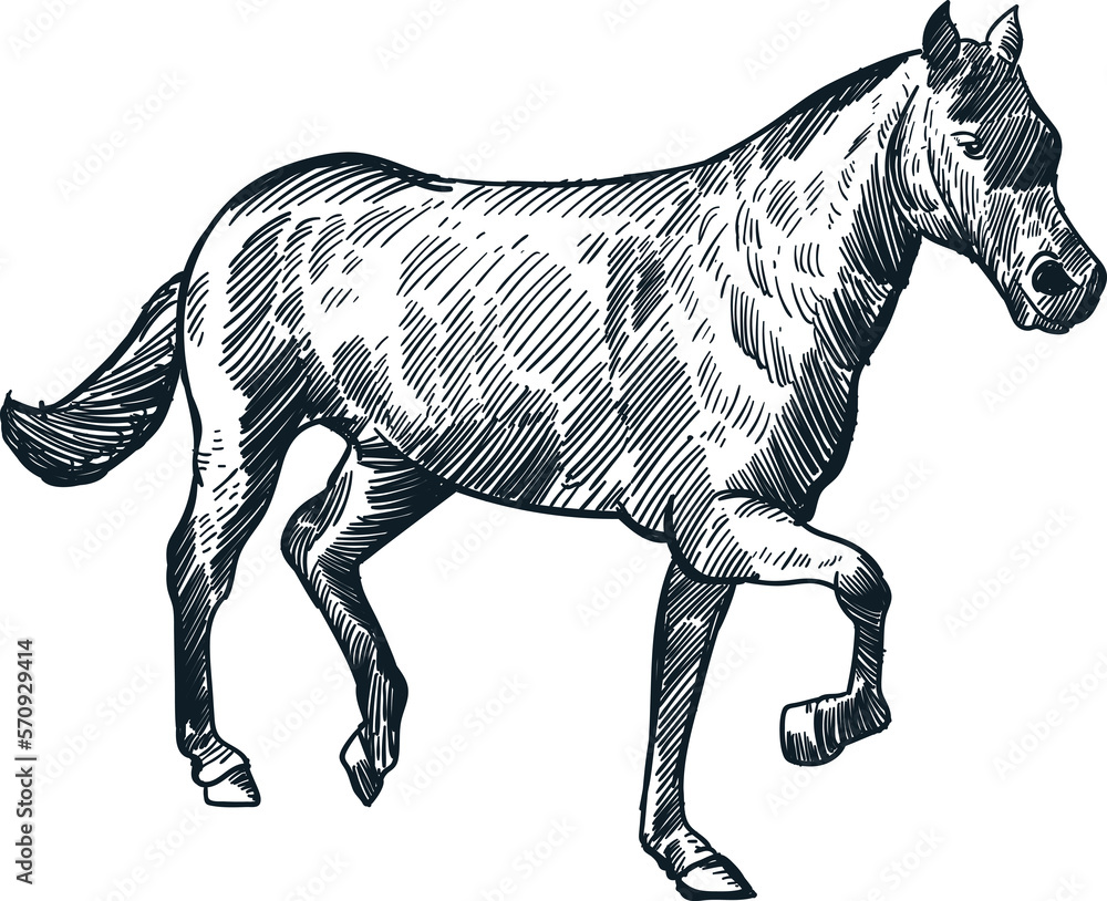 Obraz premium Vintage hand drawn sketch black horse