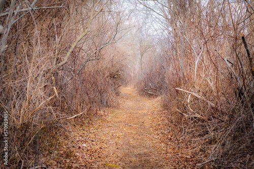 Woodland Path in winter