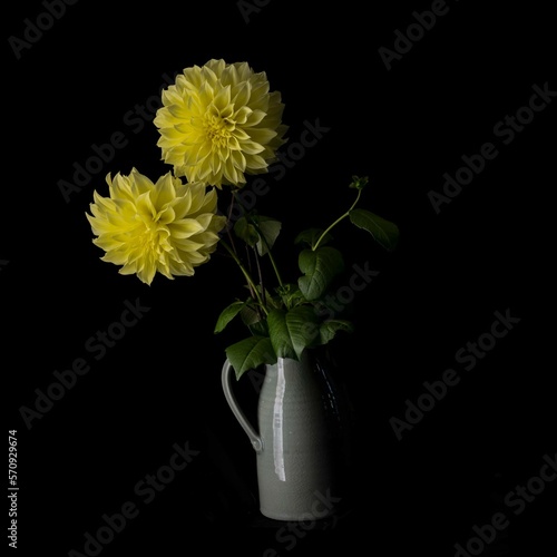 Two yellow dahlias in a vase against a black background