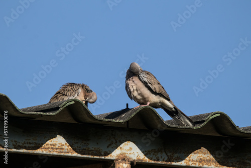 Brown Pigeon sitting on house roof