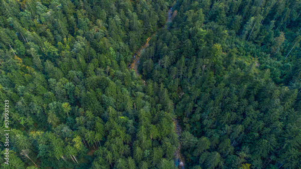 Fototapeta premium Slovenia alps forest and mountain river from above