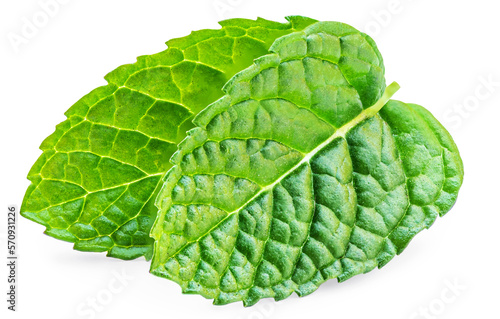 Mint leaf isolated on white background. Fresh  peppermint leaves. Top view. Flat lay.