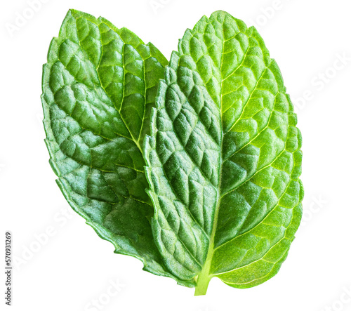 Mint leaf isolated on white background. Fresh  peppermint leaves. Top view. Flat lay.