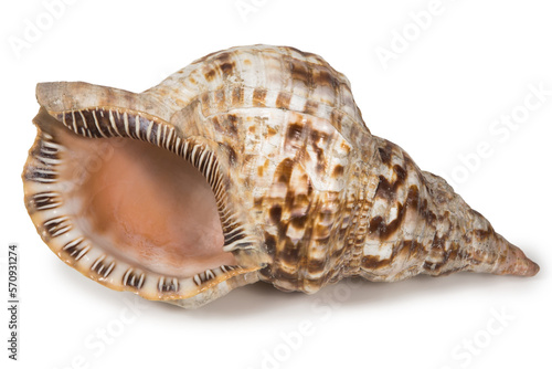 Beautiful large conch shell photo