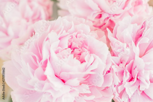 Close-up of many pastel pink peony flowers and petals on a light background