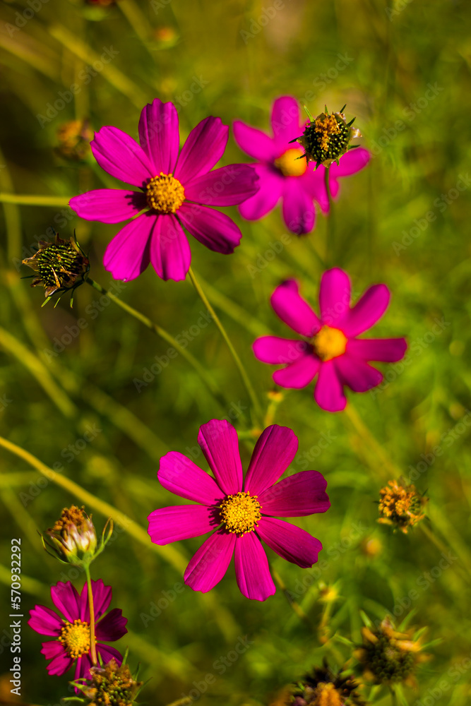 red yellow purplish cosmos flowers on a green blurred background with bokeh of grass and stems and other flowers from close up in bright sunny weather red yellow purplish cosmos flowers on a green blurred background with bokeh of grass and stems and other flowers from close up in bright sunny weather