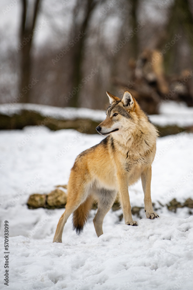 Obraz premium Wolf in the forest with winter background