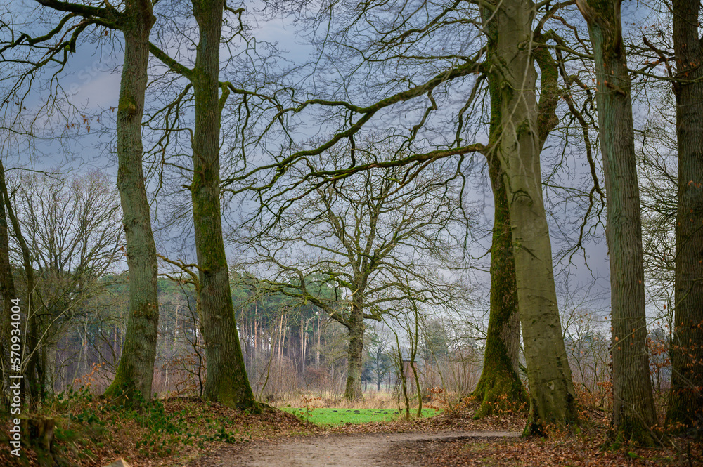 Waldweg im Rader Forst bei Hamburg