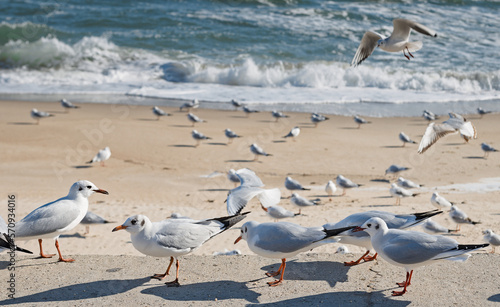 Seagulls on the pier near the sandy shore © Valerii