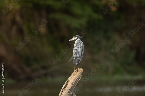 The yellow-crowned night heron  Nyctanassa violacea   is one of two species of night herons found in the Americas  the other one being the black-crowned night heron.