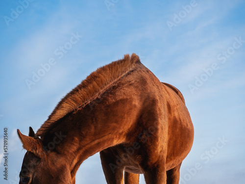 A horse portrait against the sky