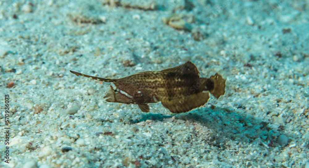 Razorfish (Iniistius pavo) on a sandy bottom, Mauritius, Indian ocean Razorfish (Iniistius pavo) on a sandy bottom, Mauritius, Indian ocean