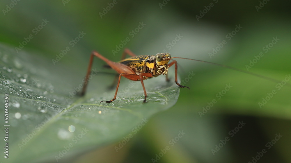 a cricket with a yellow body and brown legs is perched on a leaf with a few dewdrops around it a cricket with a yellow body and brown legs is perched on a leaf with a few dewdrops around it