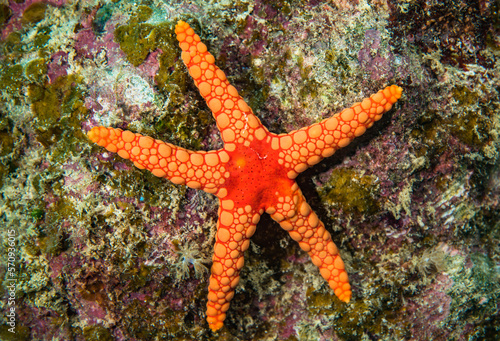 Orange Sea star on a coral  Mauritius  Indian ocean