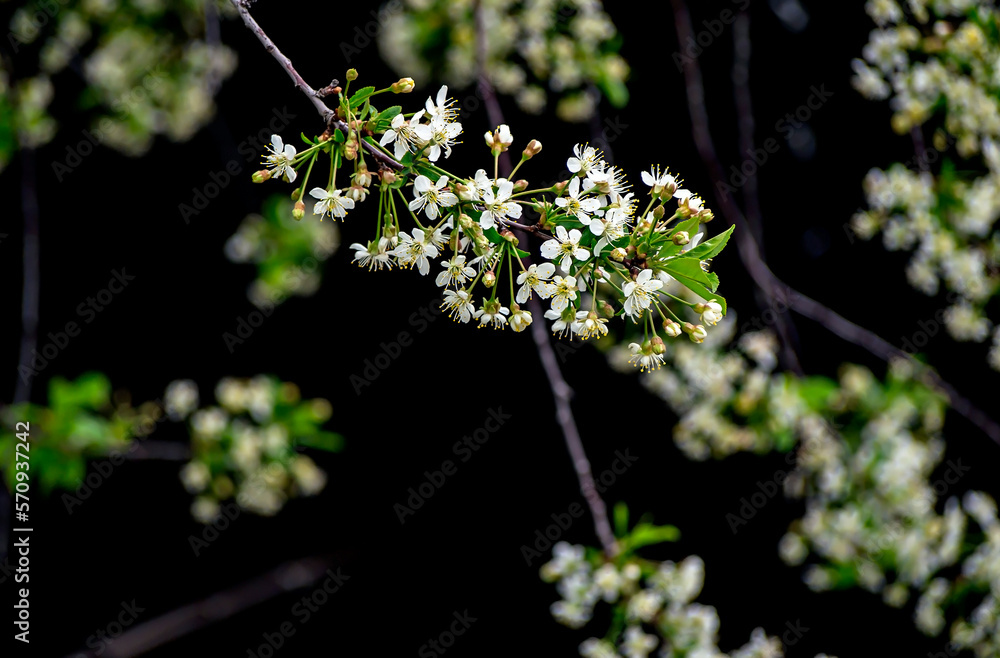 cherry blossoms on a spring day on a dark background cherry blossoms on a spring day on a dark background