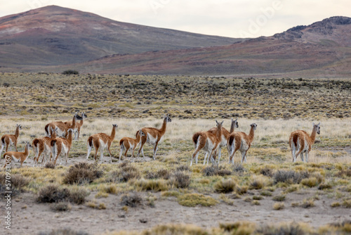 Herd of Guanacos in the Parque Patagonia in Argentina  South America